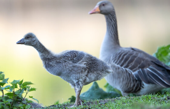 Goose and Gosling Big and Small
