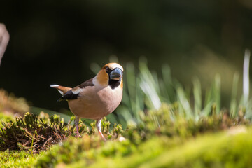 Hawfinch closeup