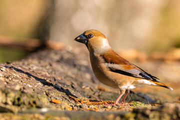 Fototapeta premium Hawfinch closeup