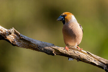 Hawfinch closeup