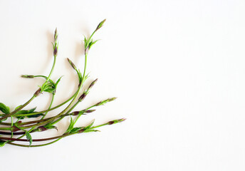 Green raw Humulus, hop isolated on white background.
