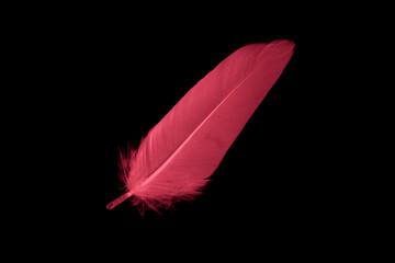 red feather of a goose on a black background