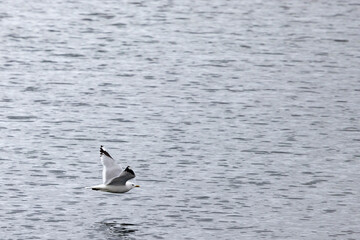 Fototapeta premium Black-legged Kittiwake - Seagull in flight,Northern Norway,scandinavia,Europe