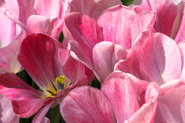 Bright pink blooming tulips