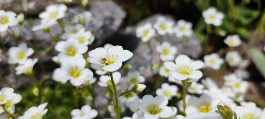 white spring flowers