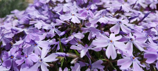 flowers in the garden