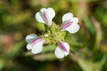 Mediterranean Lineseed (Bellardia trixago)