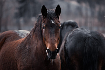 Obraz premium portrait of a horse