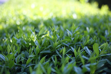 Summer bright leaves of shrubs. Green and yellow leaves in sunny weather. Floral background for text and wallpapers