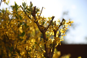 Summer bright leaves of shrubs. Green and yellow leaves in sunny weather. Floral background for text and wallpapers