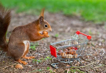 Schilderijen op glas European red squirrel puts peanuts and hazelnuts in a shopping trolley. © Fokussiert