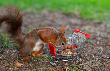 European red squirrel puts peanuts and hazelnuts in a shopping trolley.