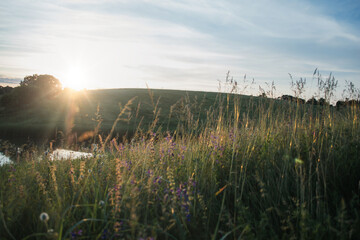 Summer sunny evening near the pond with field herbs. Ukraine