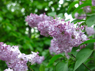 lush branches of purple lilac bloom in spring