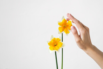 Woman hand touch and hold couple of narcissuses flower isolated over white background. Copy space for text. Floral minimalistic concept.