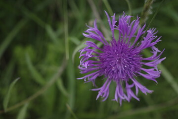 thistle flower in spring