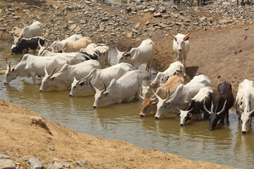 Watering herds of cows in Kenenifié near KITA in the Kayes region of Mali