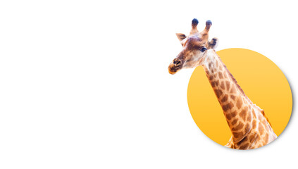 Collage digital pop art wild Africa animal.Giraffe with long neck on yellow circle white banner background.safari savanna wildlife.portrait of Giraffe looking camera.creative animal stand isolated.