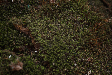 Macro moss with water drops. Texture