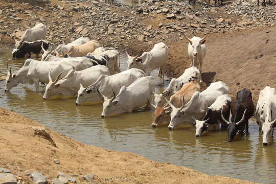 Watering herds of cows in Kenenifi&eacute; near KITA in the Kayes region of Mali