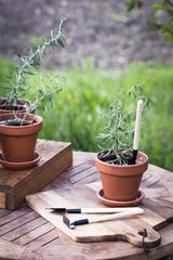 rosemary in pots © Sergii Mostovyi