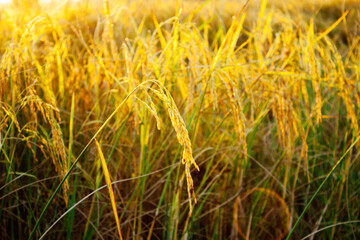 rice field in countryside
