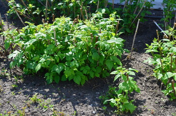 raspberry bushes in the spring garden.the stems are cut to redistribute the juices in the branches, allowing the formation of large fruits.