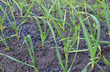 green garlic in the garden