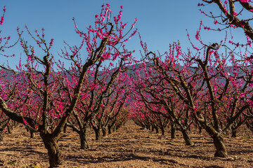 Blooming peach trees garden in a spring season in Turkey.