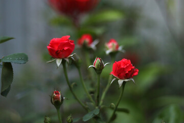Obraz na płótnie Canvas red poppy flowers