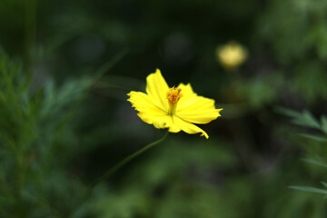 yellow flower in the forest