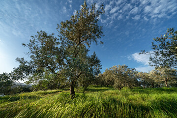 Amazing olive trees garden during spring time in Turkey at sunny bright afternoon, blue sky, light clouds, fresh green grass moved by the wind