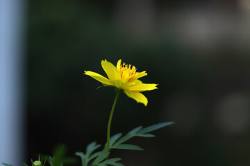 yellow flower in the garden