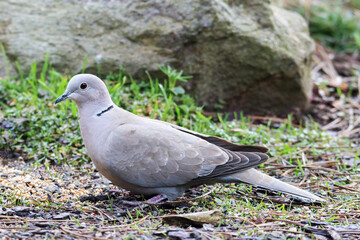 Gołąb synogarlica turecka w ogrodzie © Henryk Guziak