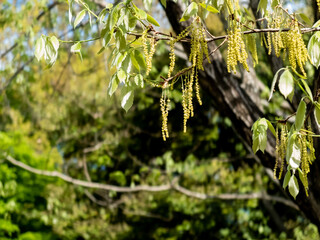 新緑の公園をのんびり散策
