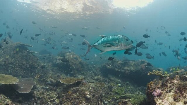 Gian Trivially (Caranx ignobilis) crossing a health and full of life coral reef in shallow waters, Indonesia