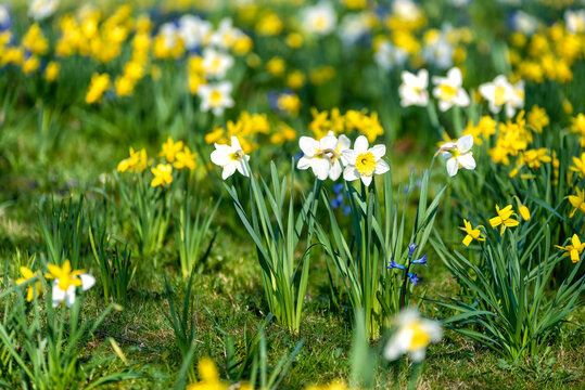 white daffodils in spring