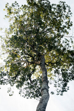 &Aacute;rbol en Foz Iguaz&uacute;