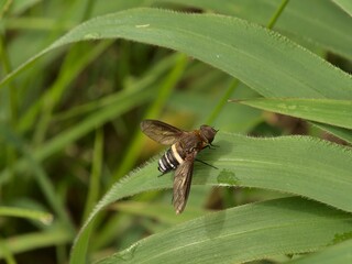 Mosca posada en una hoja