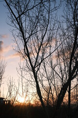 tree branches on the background of a beautiful sunset