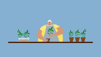 Obraz na płótnie Canvas Senior woman transplants tomato seedlings. The girl grows plants, farms, gardens and works in the garden