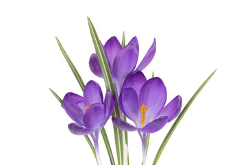 Crocus violets	
