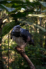 retrato de un águila arpía (harpia harpyja)