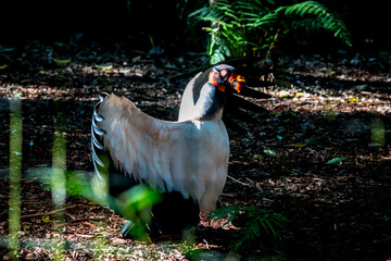 Primer plano de un cóndor de la selva. Sarcoramphus papa