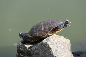 Obraz premium Tortue qui fait du yoga