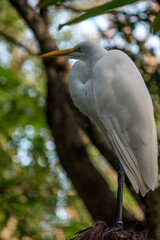 Graza blanca en el parque de aves de Foz Iguazú