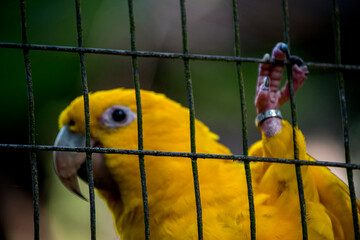 guacamayo guaruba, cotorra dorada, periquito amarillo o aratinga amarilla (Guaruba guarouba)​ - obrazy, fototapety, plakaty
