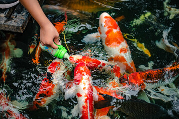 Tourists feed the koi fish using milk bottles.