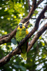 loro verde en las ramas de árbol