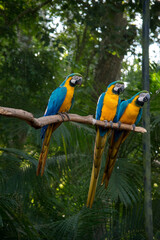 Fototapeta na wymiar retrato de un guacamayo azul y amarillo - Ara ararauna. aves en peligro de extincion